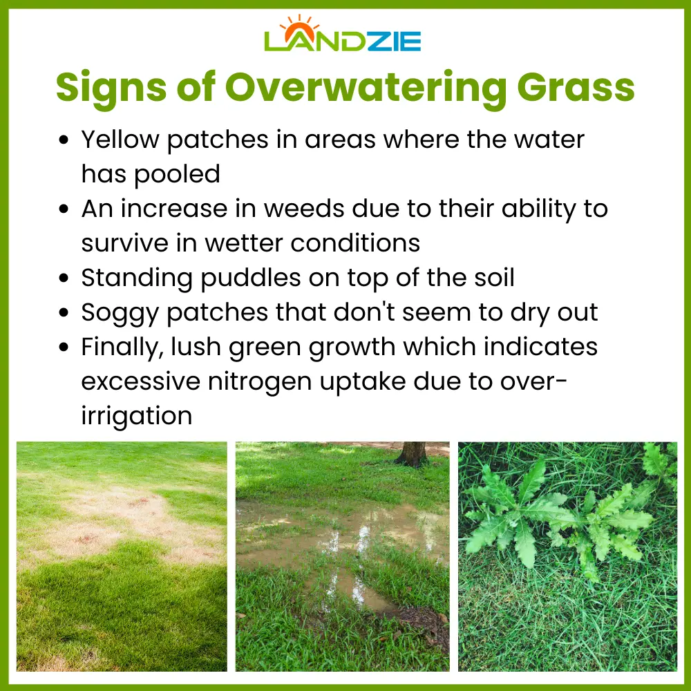 Too Much Water (Signs of Over Watering and How to Fix It)