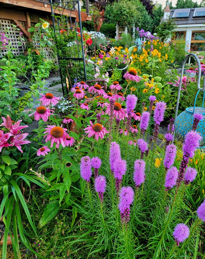Best Companion Plants for Coneflowers: Your Easy Guide