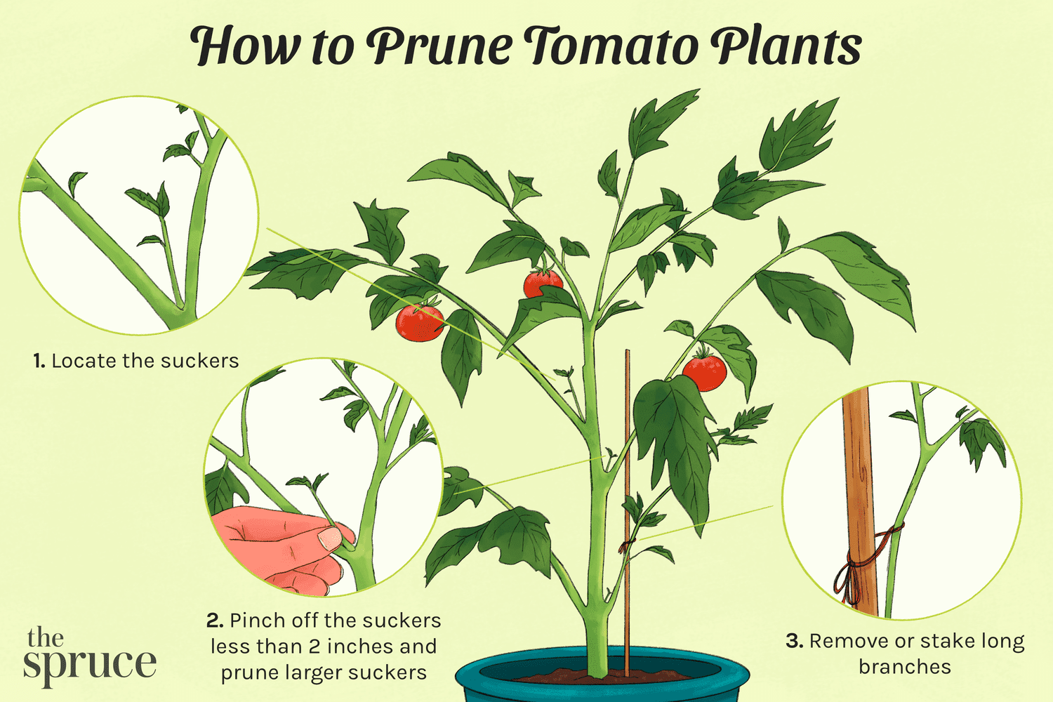 Best Way to Prune Tomatillos: A Step-by-Step Tutorial