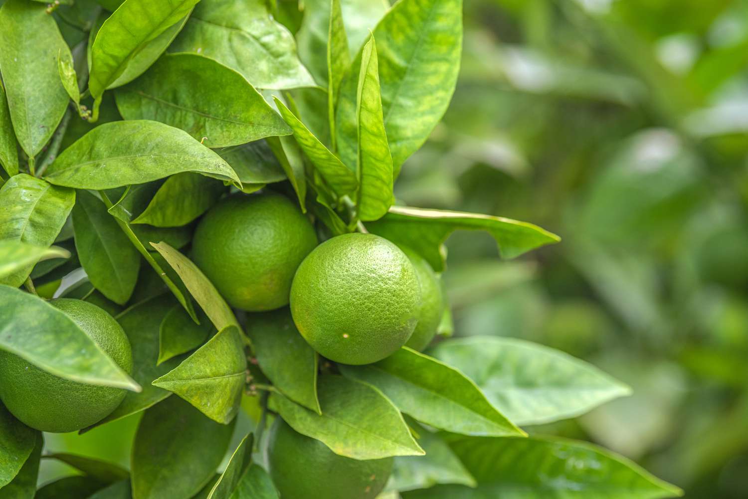 Lime Tree Care Tips and Tricks (Grow a Healthy Tree)