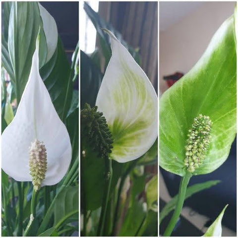 My Peace Lily Has Green Flowers! Is This Normal?