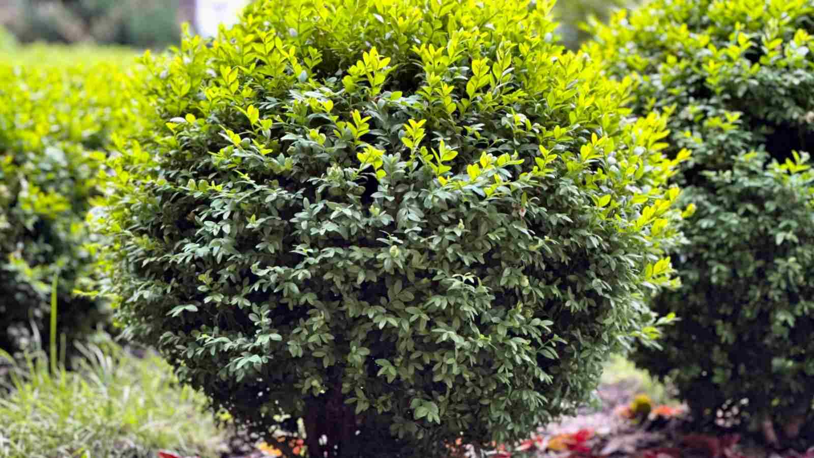 Boxwood Watering Guide: Keep Your Shrubs Healthy and Green