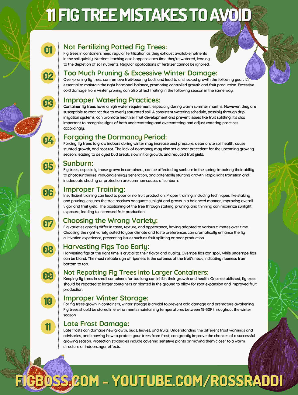 Watering Your Fig Tree: Avoid These Common Mistakes