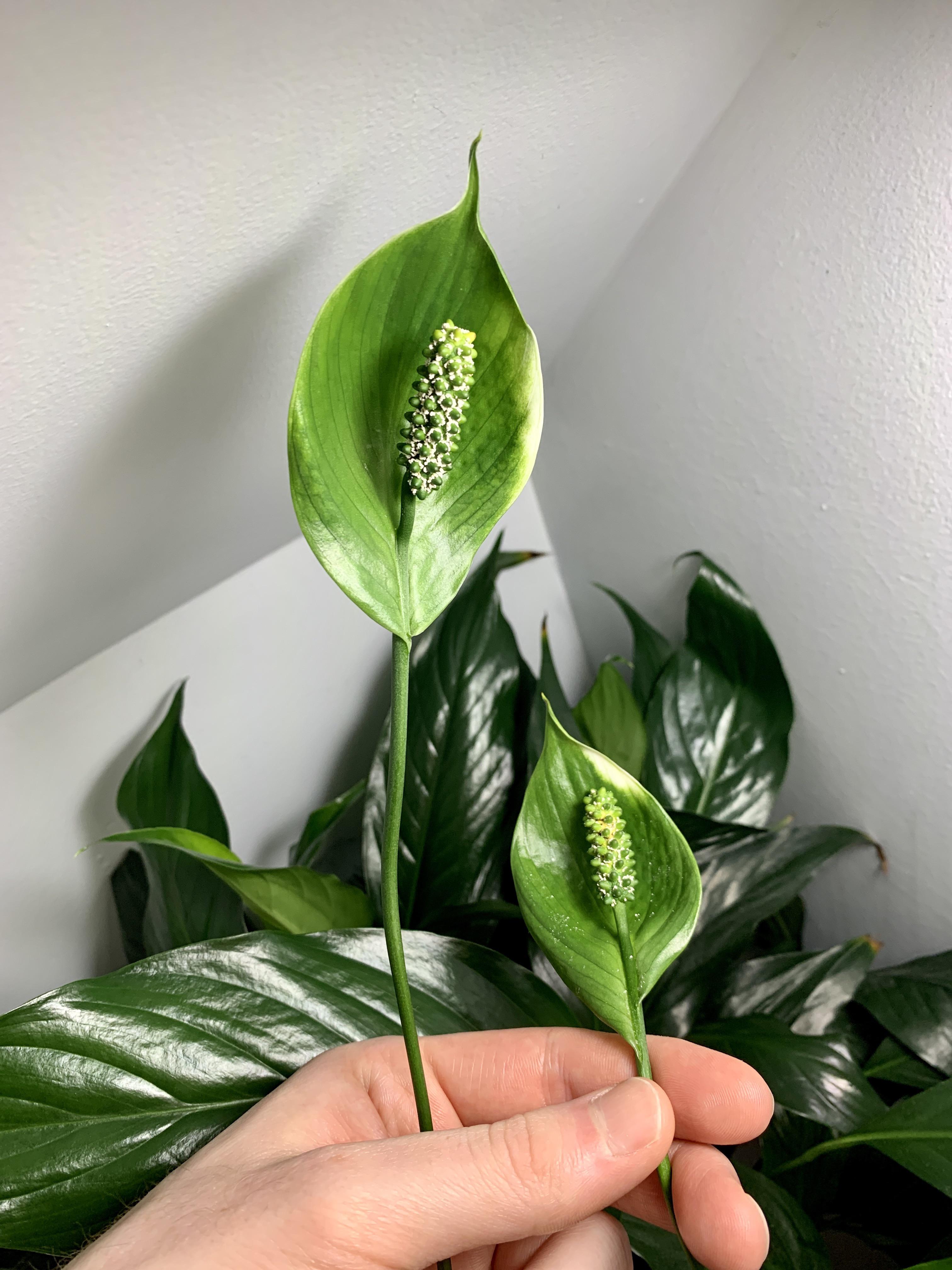 My Peace Lily Has Green Flowers! Is This Normal?