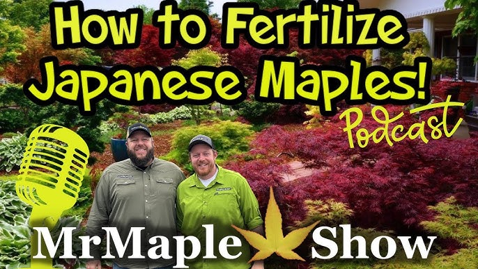 Japanese Maple Fertilizing: Easy Guide for Beginners