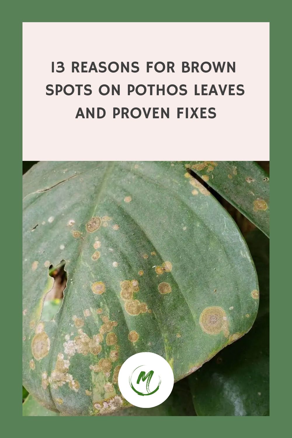 Spotting Pothos Diseases: A Quick Guide for Beginners