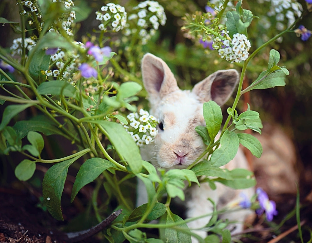 What Eats Flowers? Learn About Floral Munchers and How to Deter Them