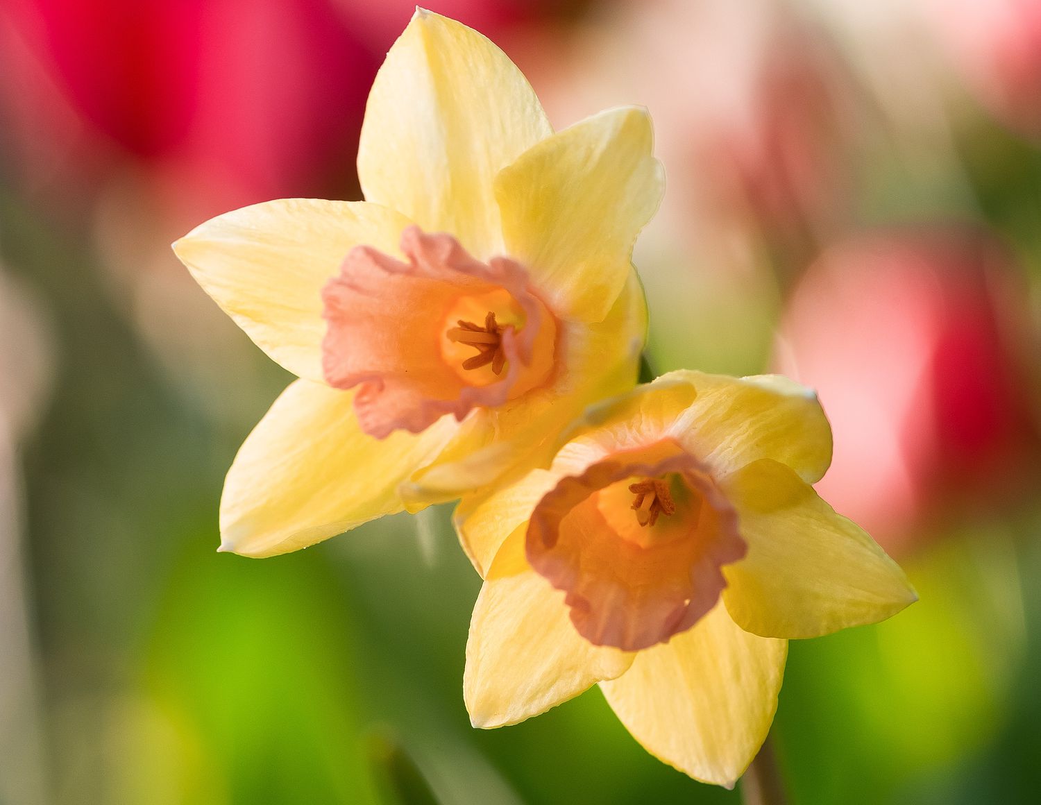 Pretty Pink Daffodils Flowers: Tips for Growing and Care