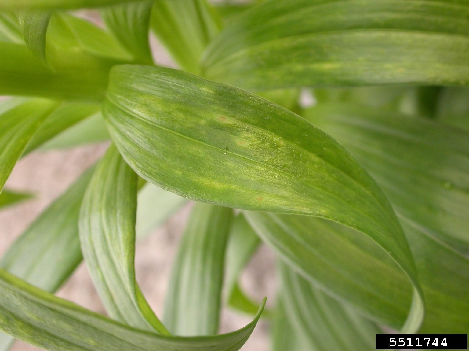 Diseases of lilies: Learn how to prevent and treat the most common issues