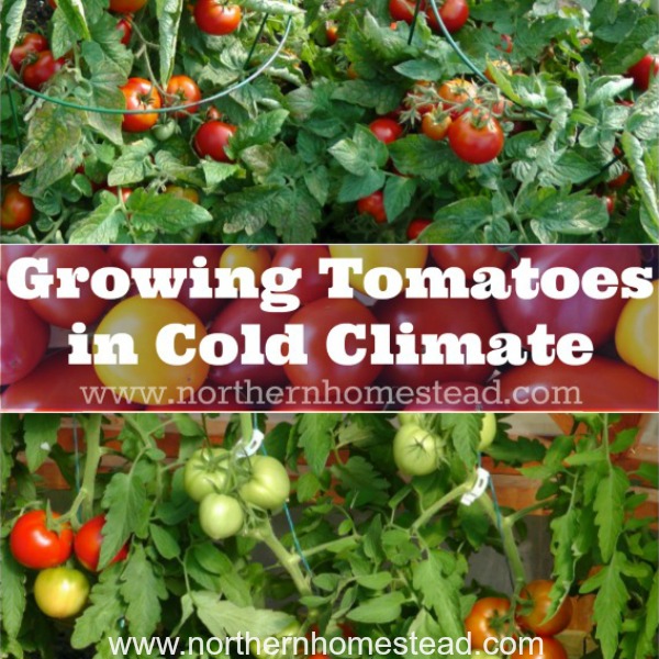 Worried About Vine Tomatoes? Find Out What Temp is Too Cold.