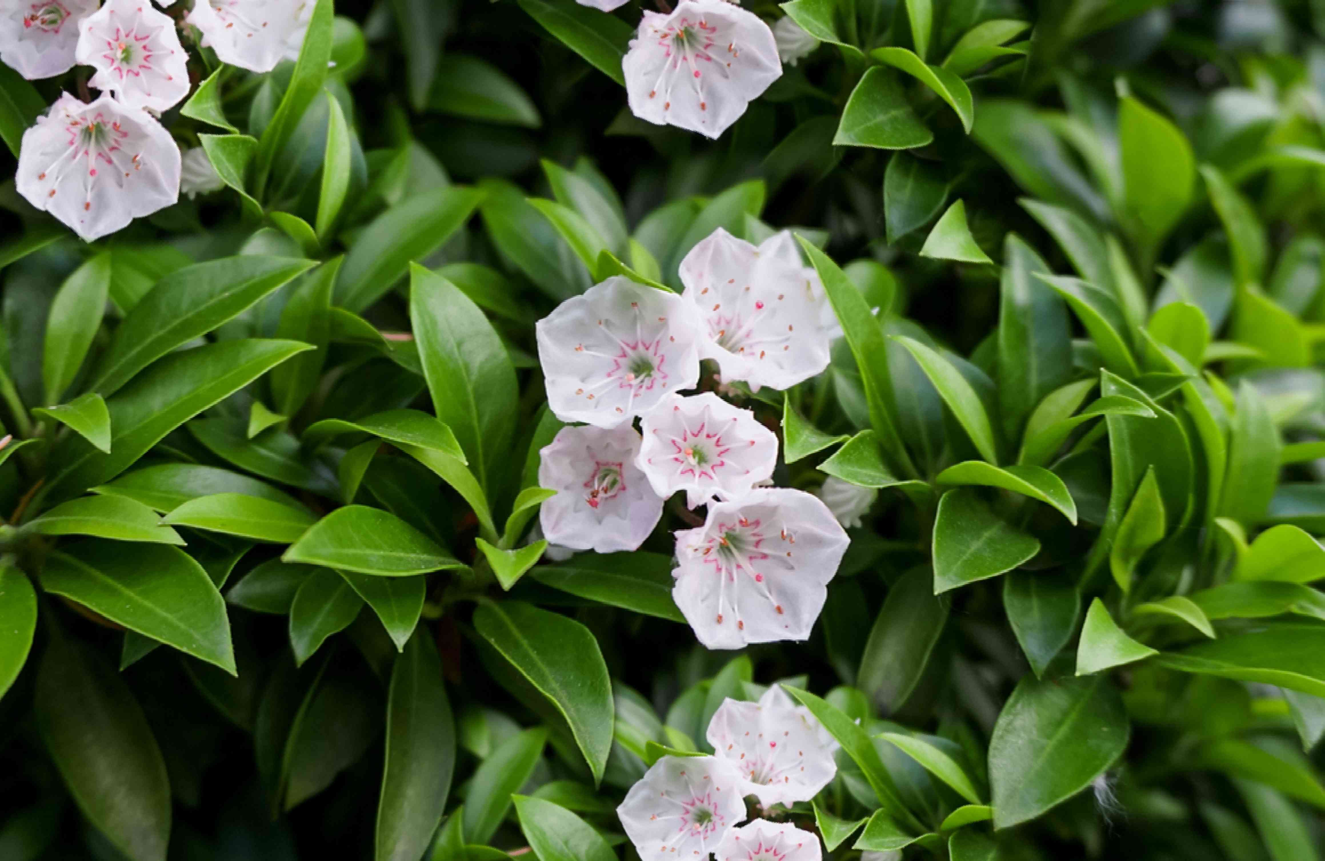 Easy Steps to Pruning Mountain Laurel for Better Growth