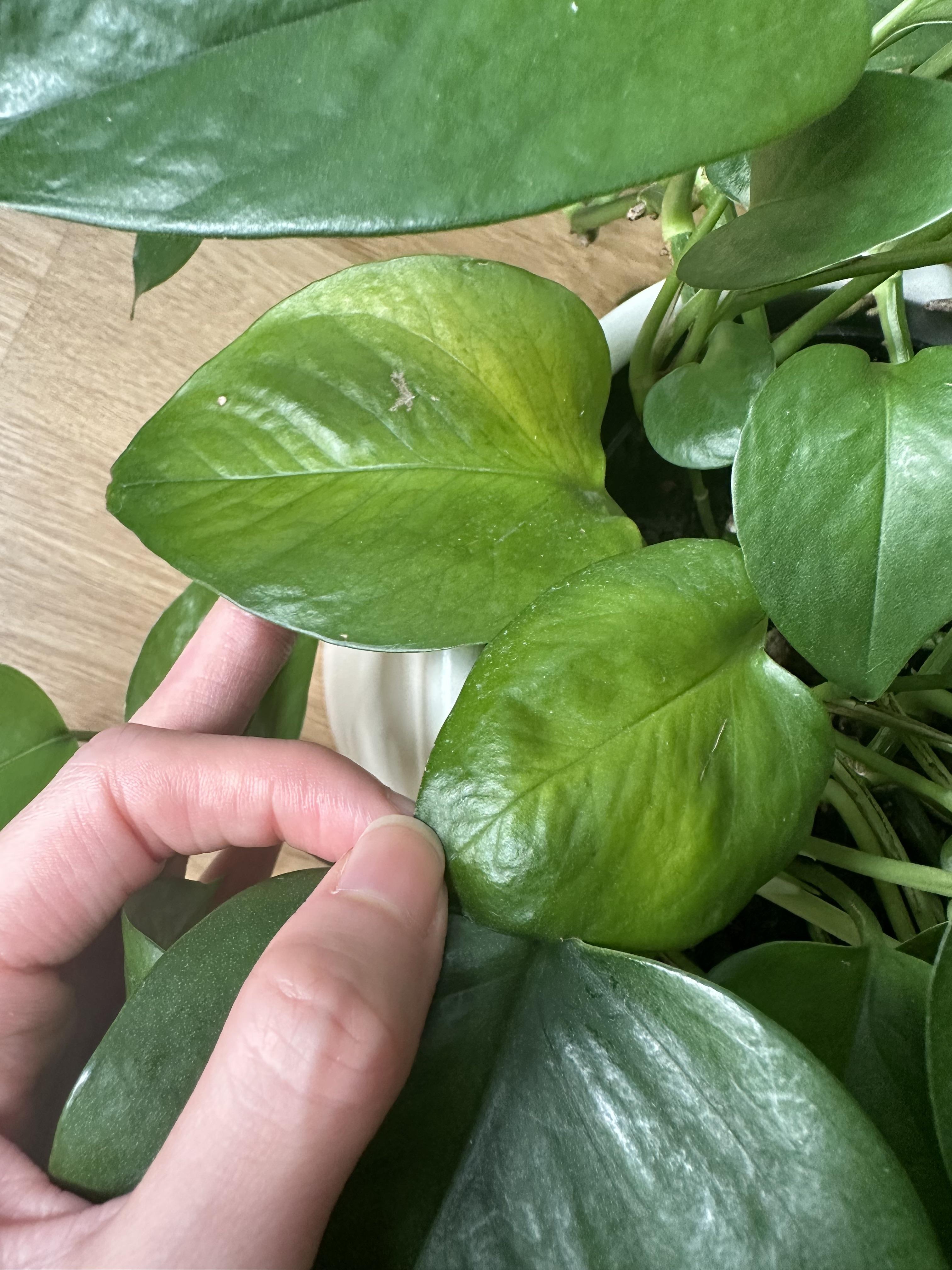 Fertilizing Pothos: Your questions answered right here!