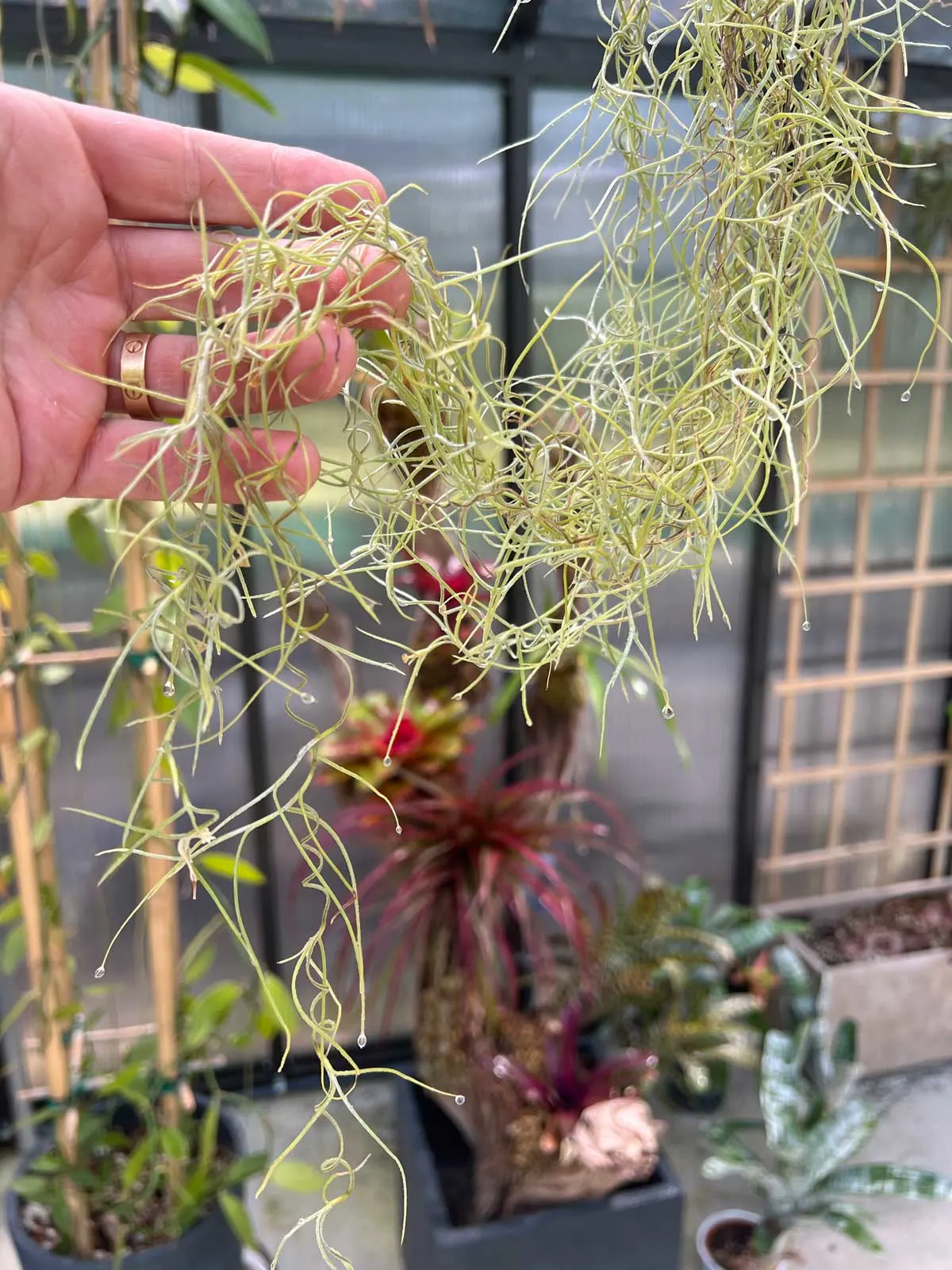 How to Master Usneoides Care: The Only Guide You Need to Grow Healthy Plants