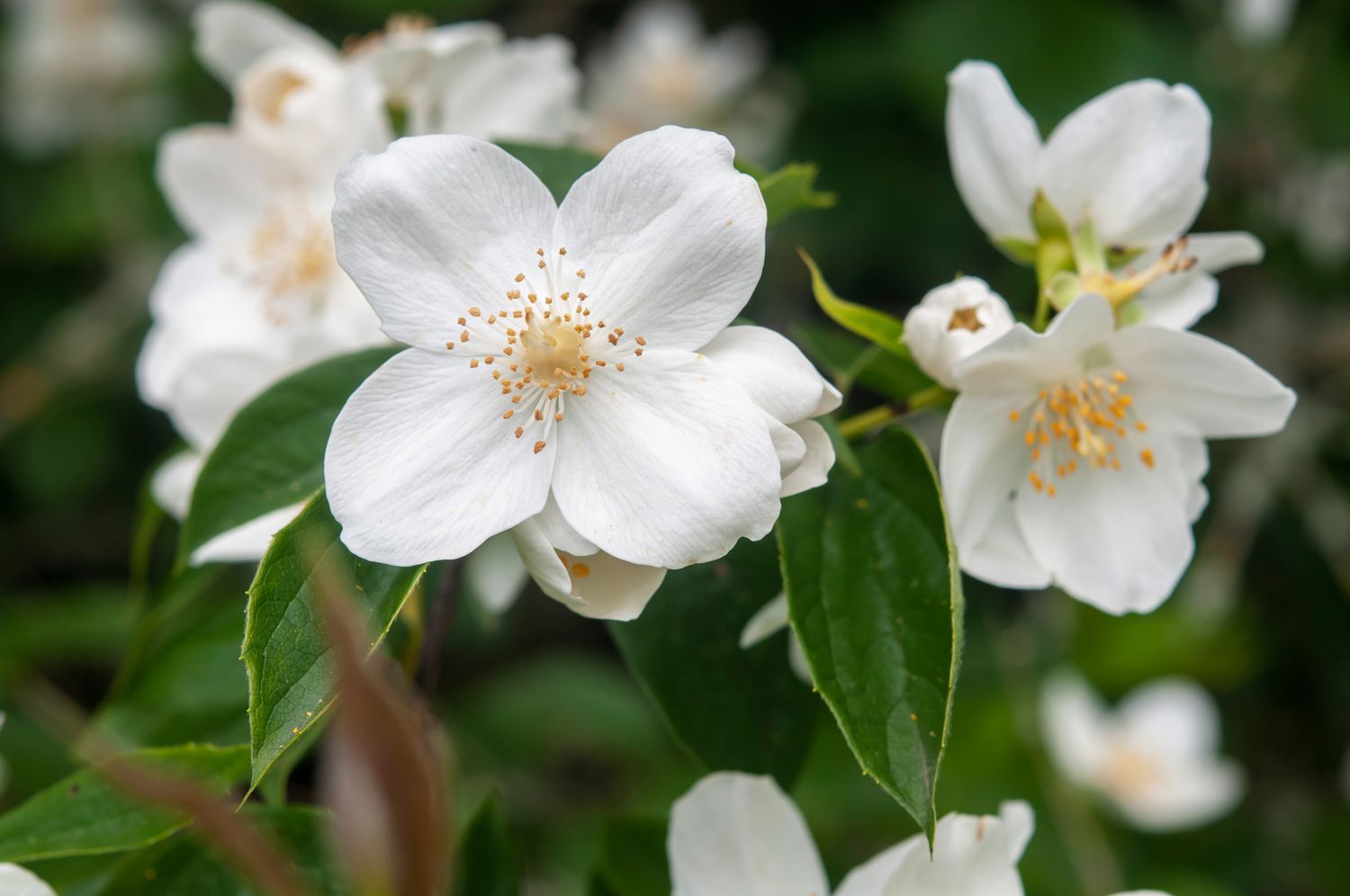 Mock Orange Pruning: Achieve Beautiful Blooms