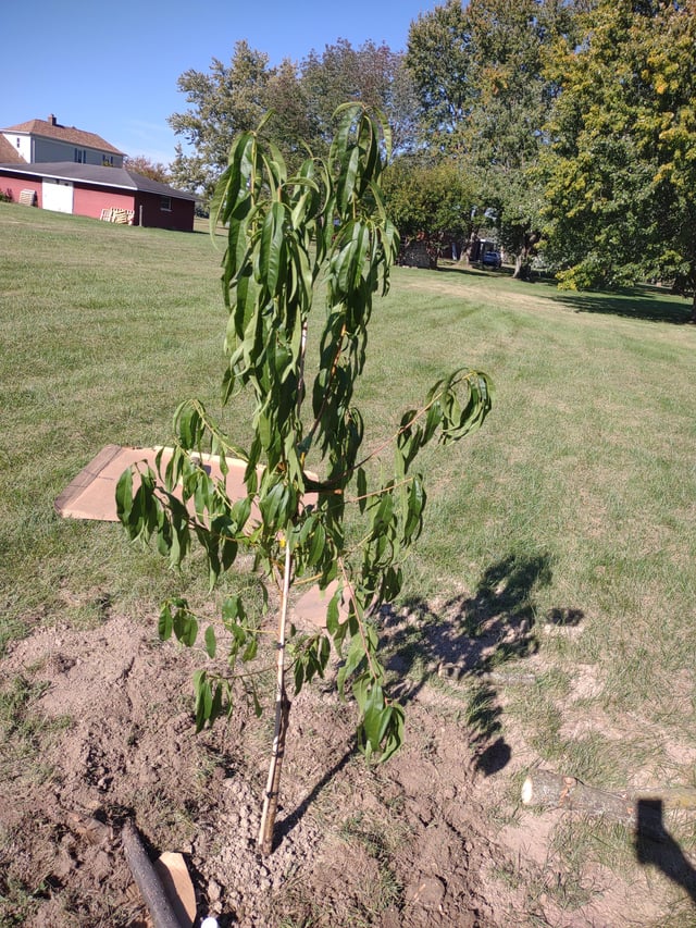 Overwatering Peach Tree: Signs, Problems, and How to Fix It