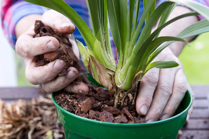 Cymbidium Potting Soil Guide: How to Choose the Right One!