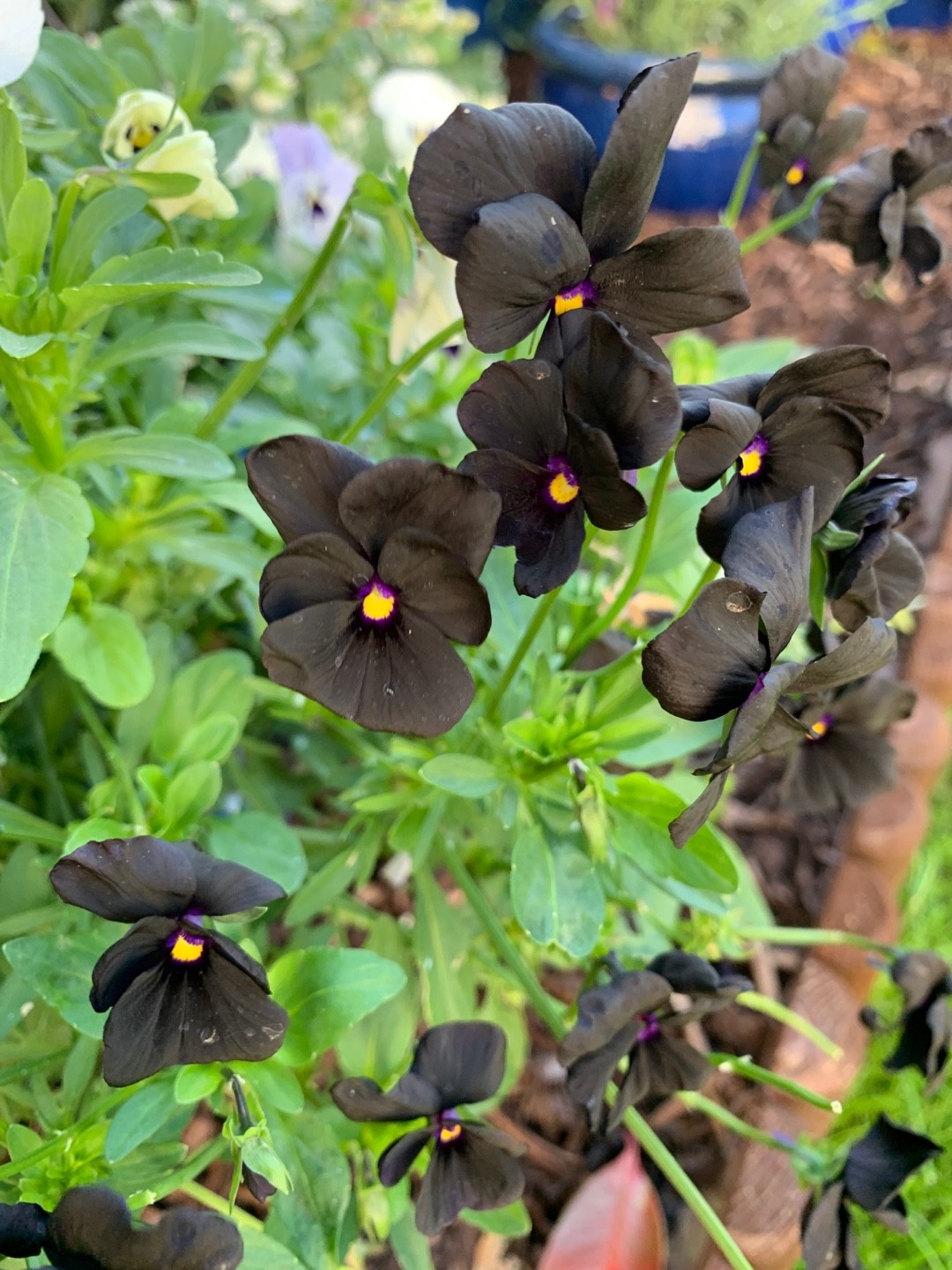 Molly Plant Care: Fertilizing for Lush Growth and Blooms