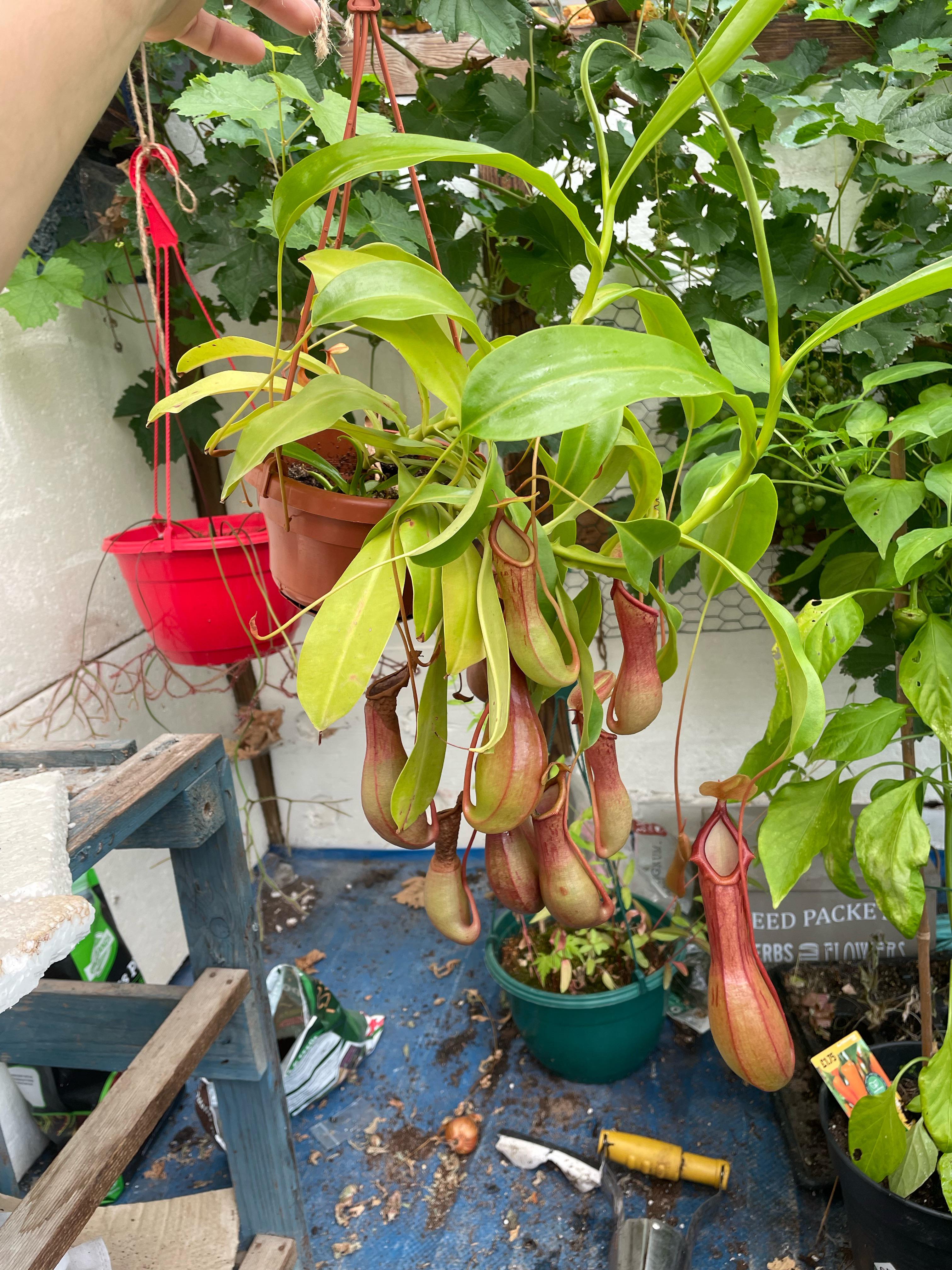 When to Repot Pitcher Plants (Signs Its Time and How to Do It Right)