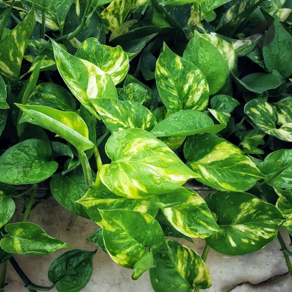 Keep Your Pothos Healthy: Understanding Common Diseases