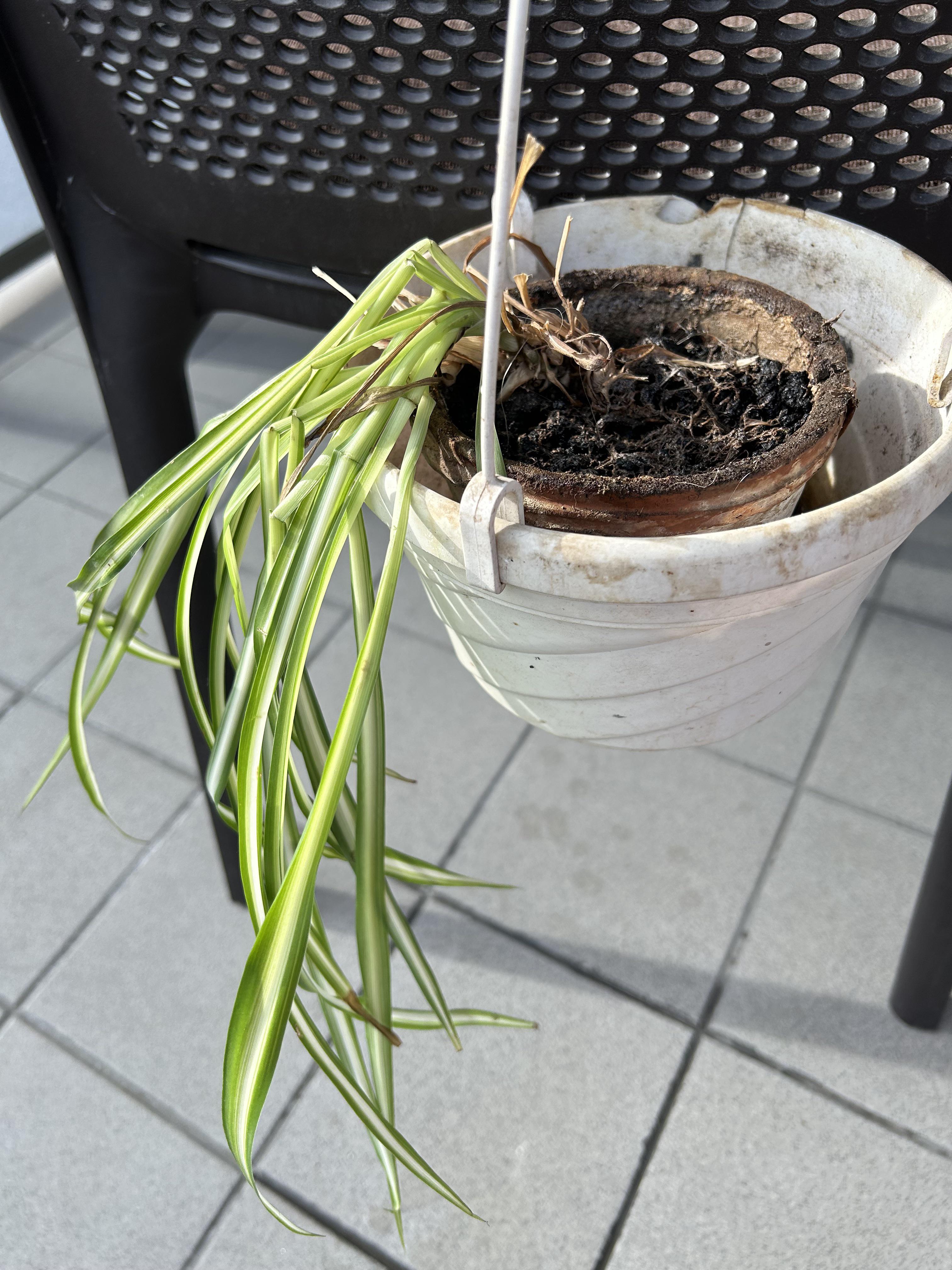 Ideal Spider Plant Temperature: Keeping Your Plant Happy