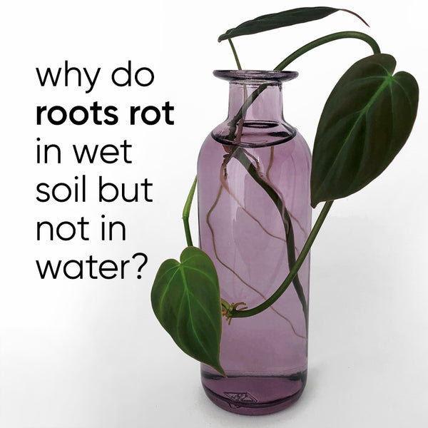 Plants in Standing Water: Easy Guide to Grow Them(How to Avoid Root Rot When Growing These Plants)