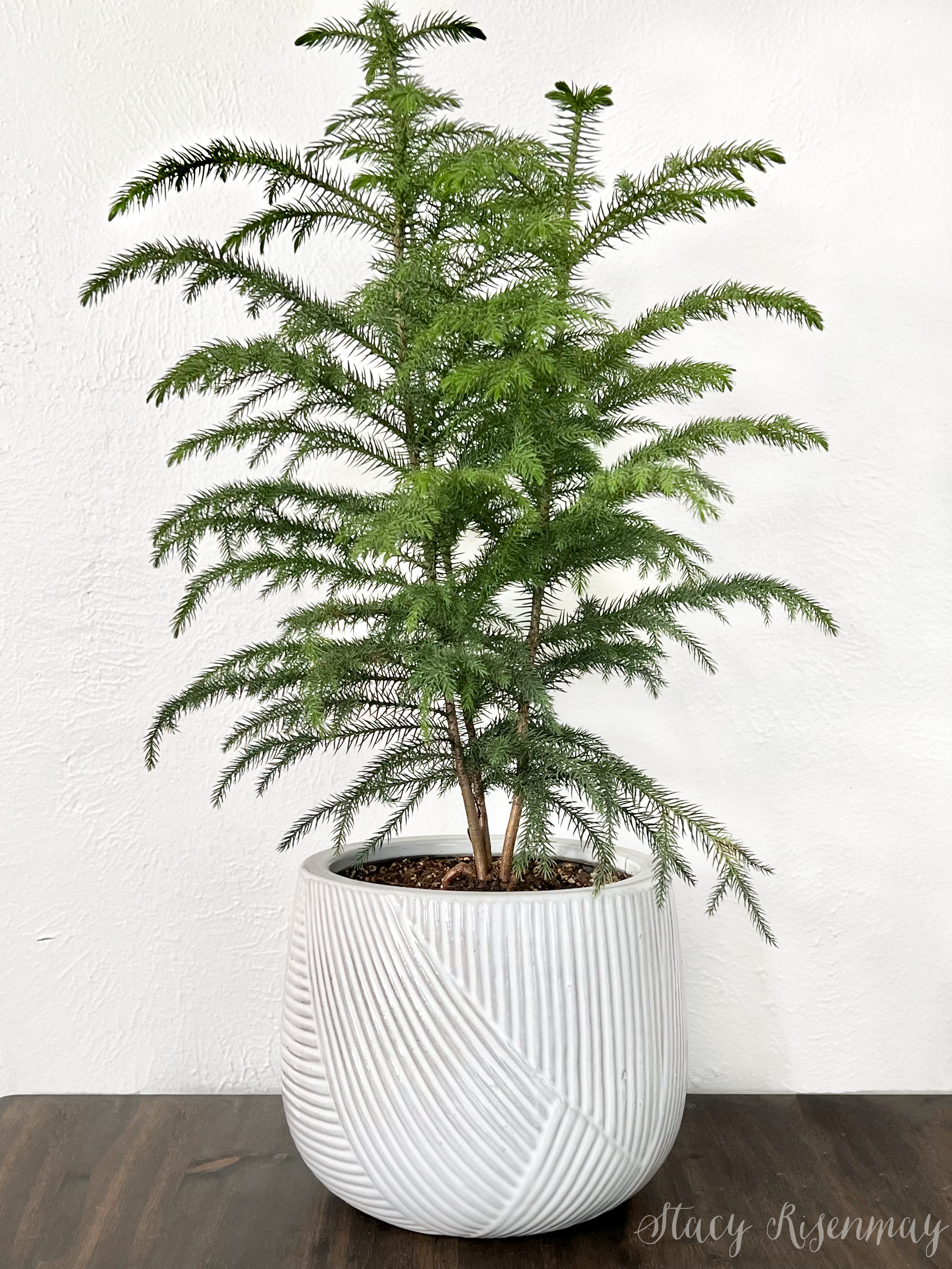 Norfolk Pine Care: Repotting and Soil Mix Guide