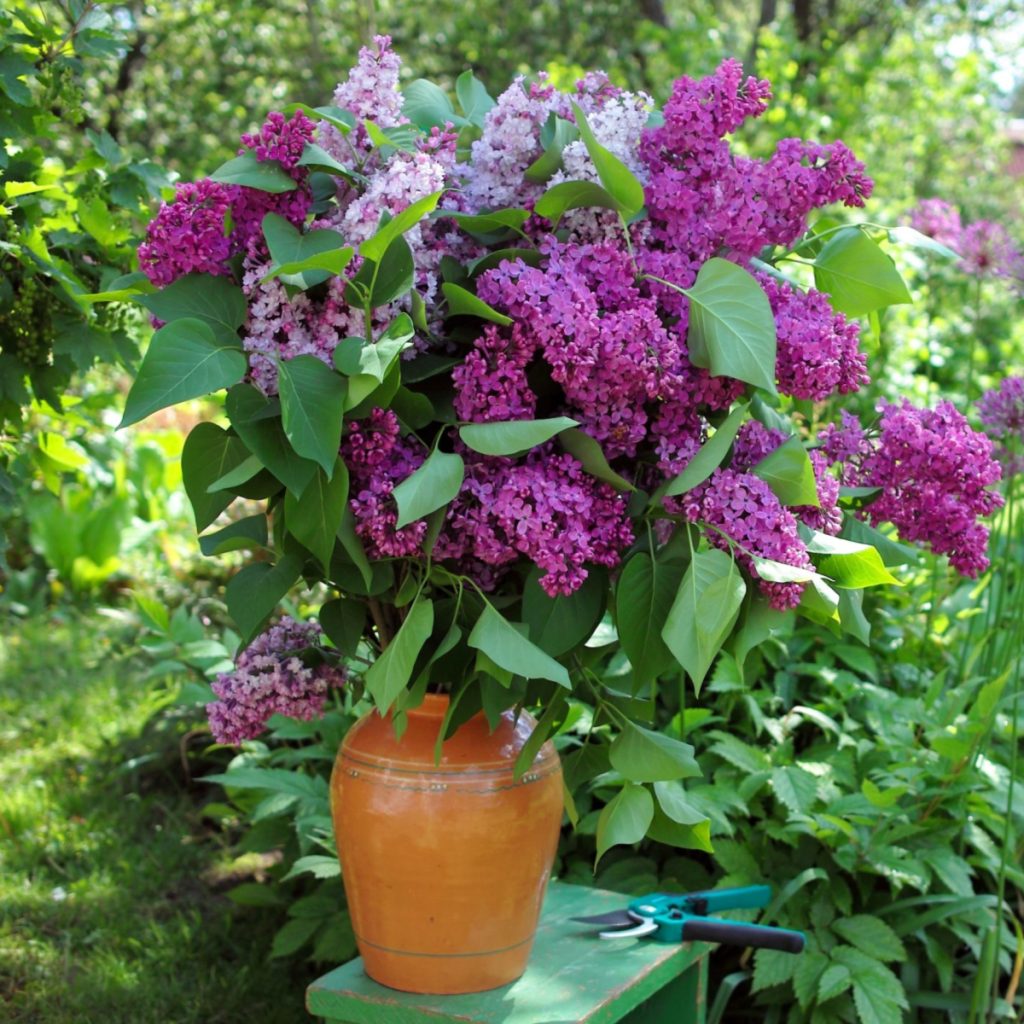When Should You Fertilize Lilac Bushes? Timing and Tips