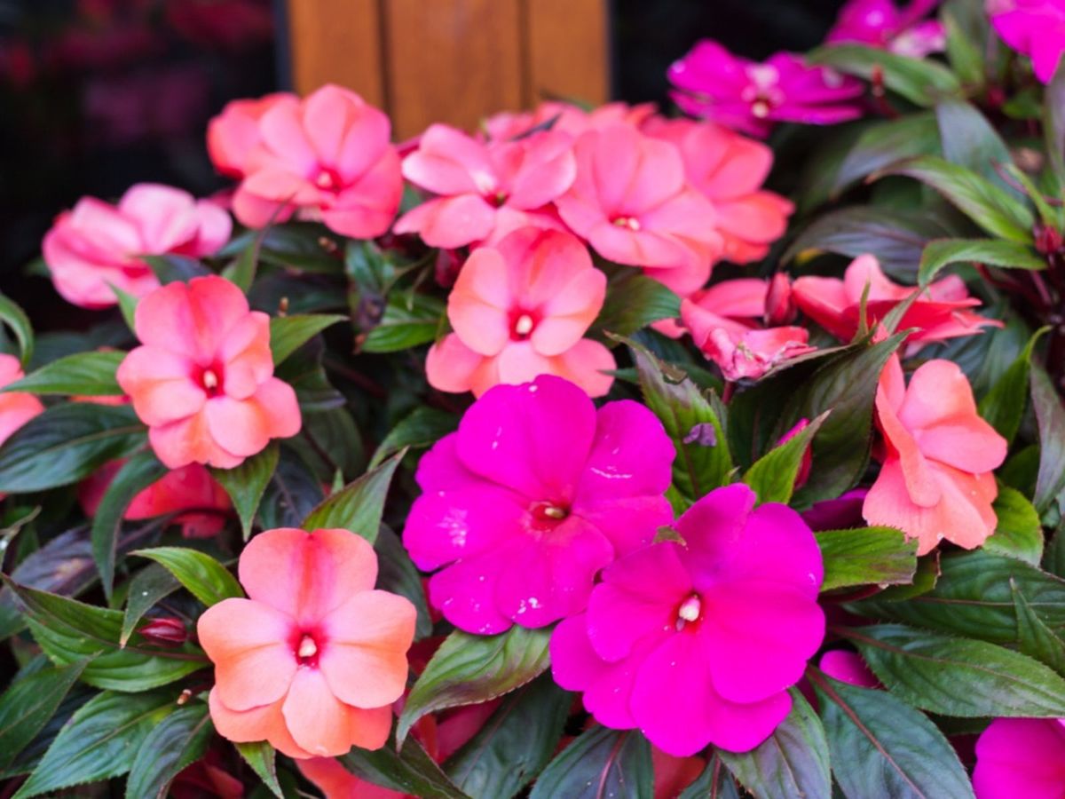 Impatiens Diseases and Pests: A Quick Guide for Gardeners