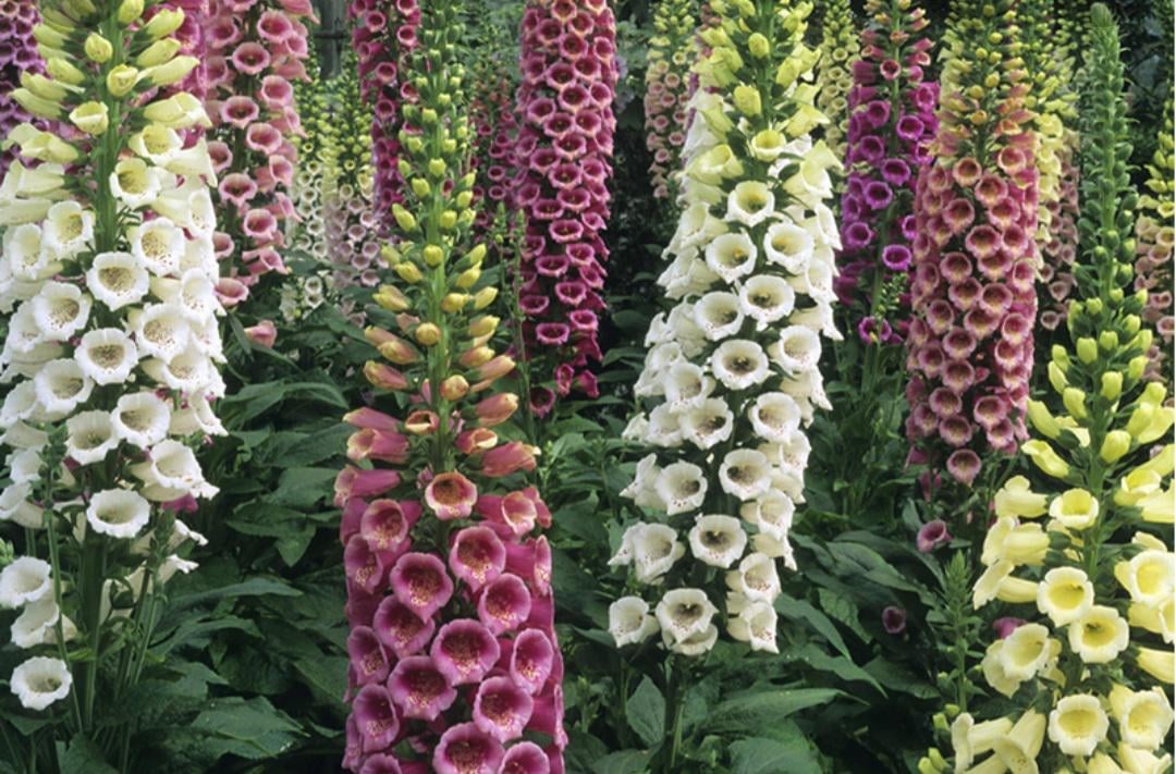 Wondering How to Get Rid of Foxgloves? Heres Your Answer
