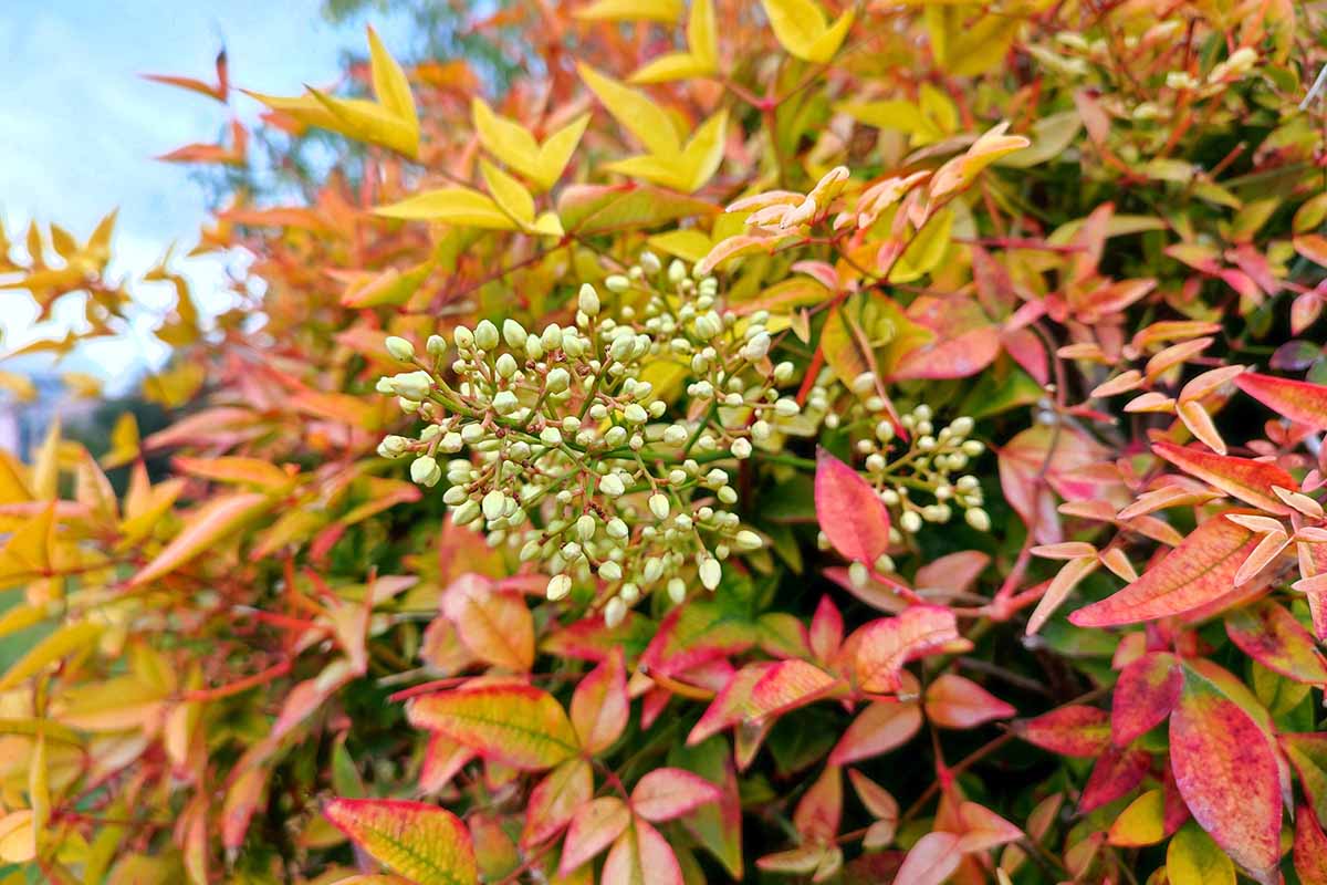 Heavenly bamboo pruning: a simple guide to trimming nandina plants (keep your shrubs looking great)