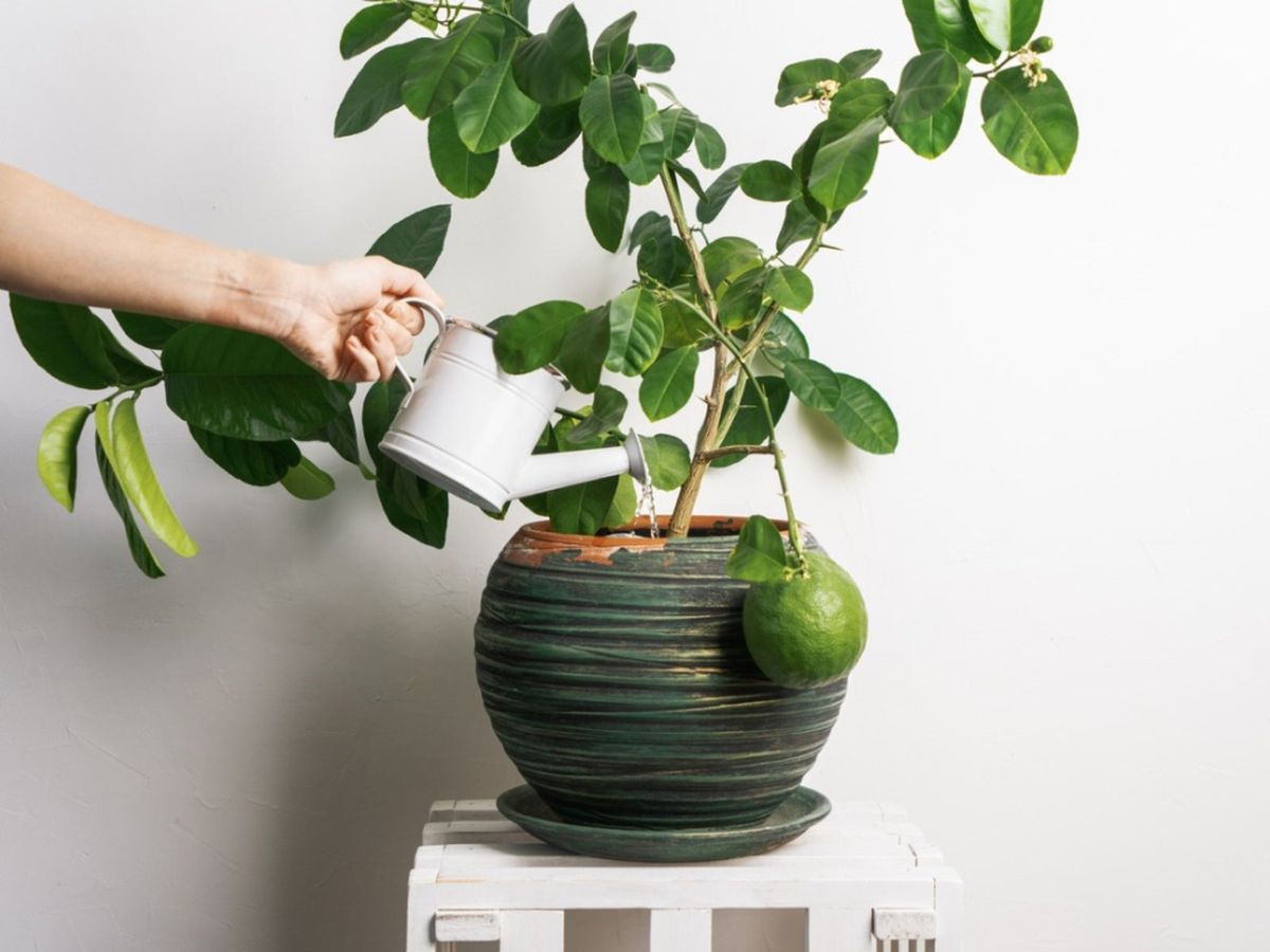 How Often Should You Be Watering Citrus Trees?