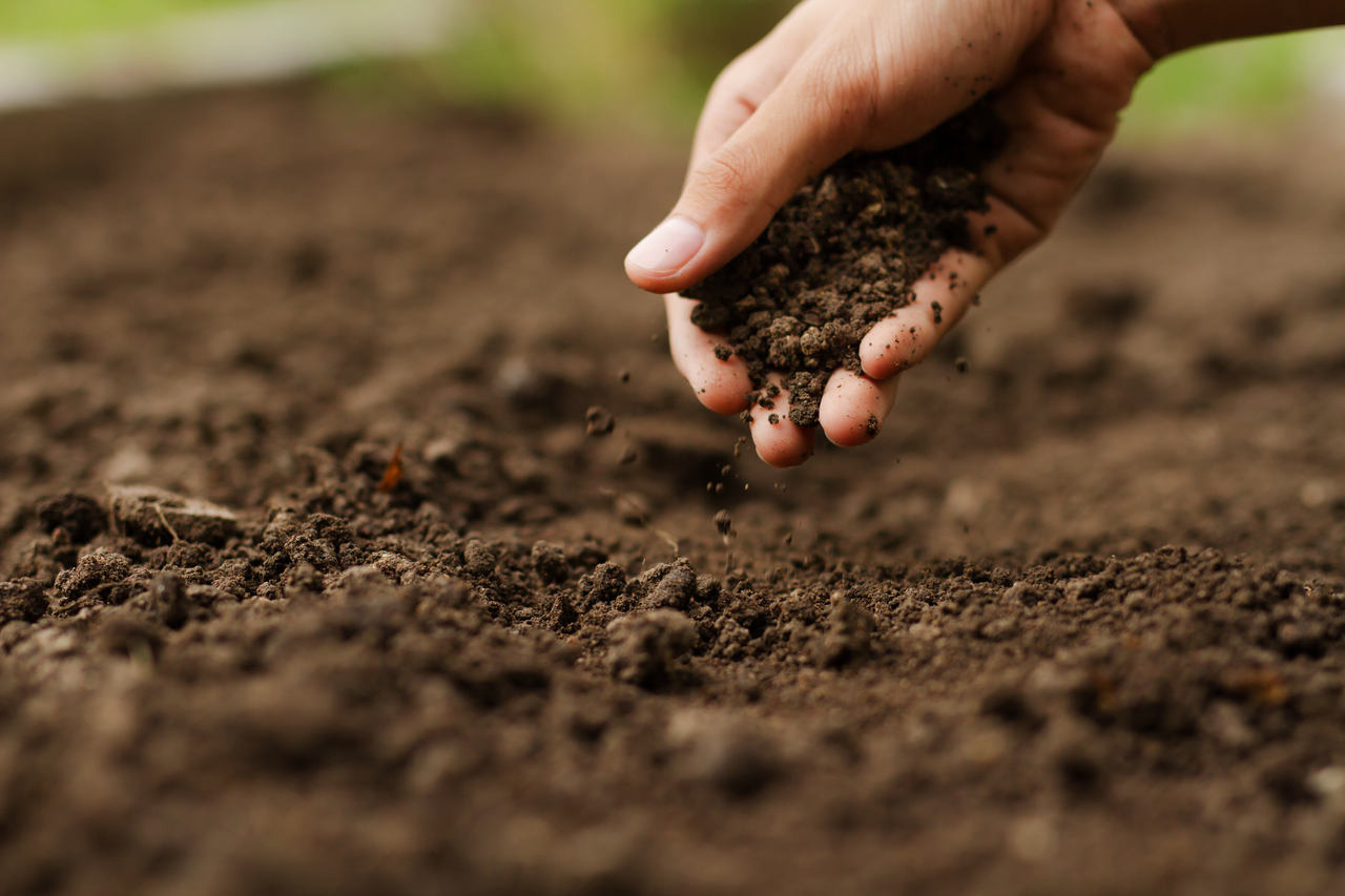 Conquering Soil Mold, Pests, and Diseases: The Holistic Gardener's Approach