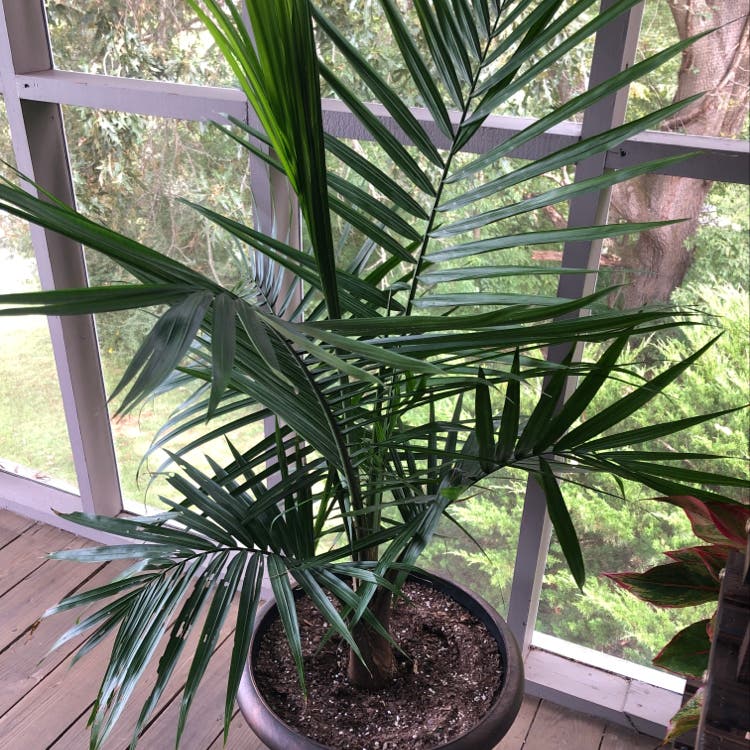 Understanding Majesty Palm Temperature Range in Simple Words