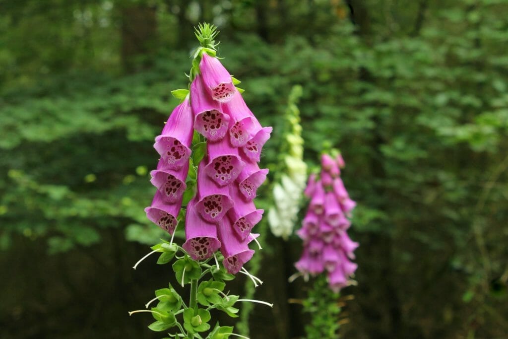 Taurus flowers: A simple guide to the best floral gifts for every taurus!
