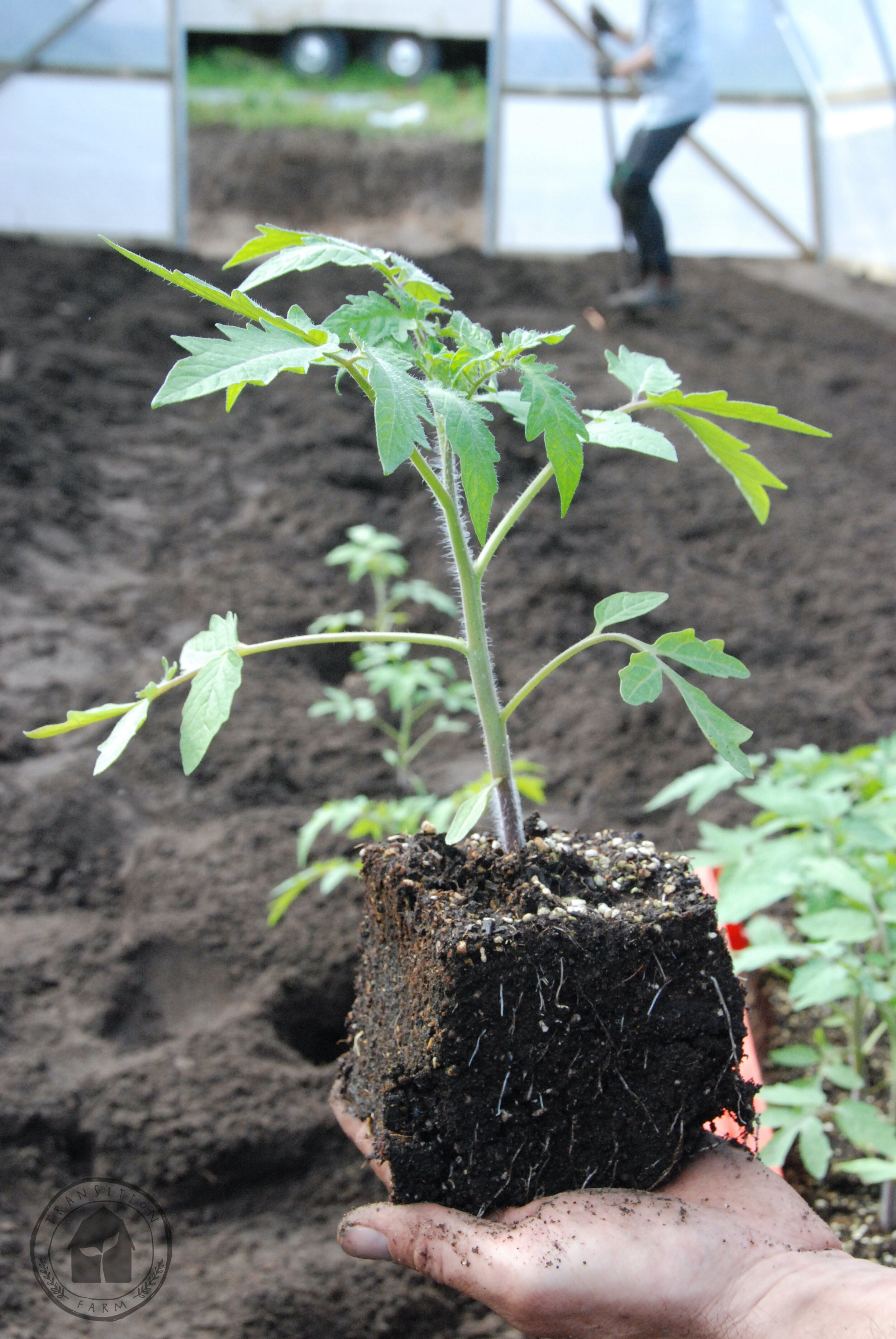 Transplanting Tomato Seedlings: Tips for Healthy Growth