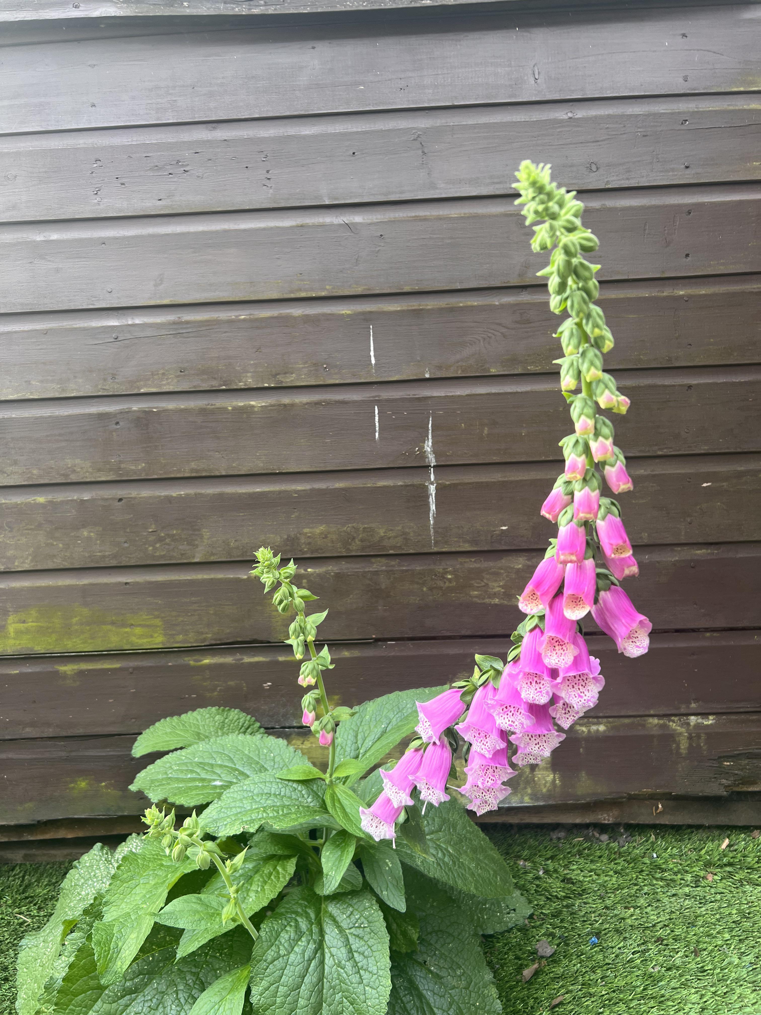 How to Get Rid of Foxgloves: Easy Removal Tips and Tricks