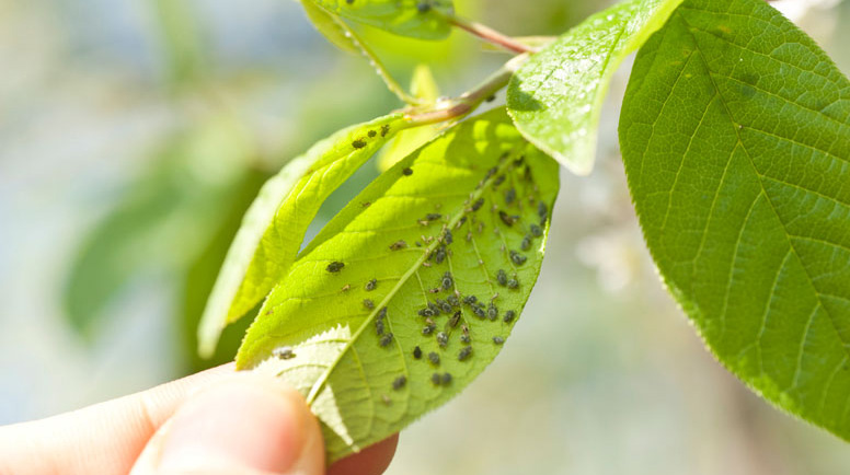 Identify and Treat Common Bush Diseases Effectively