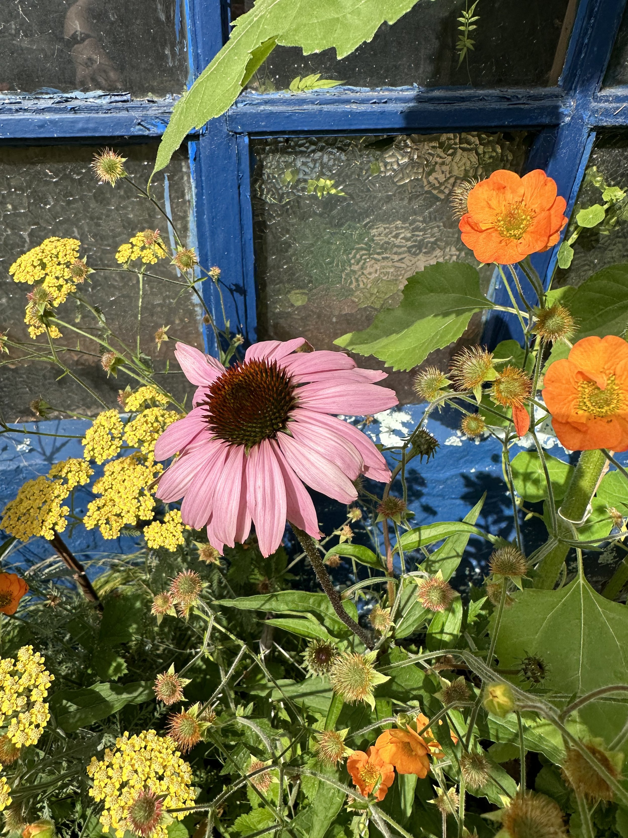 Best Companion Plants for Coneflowers: Your Easy Guide