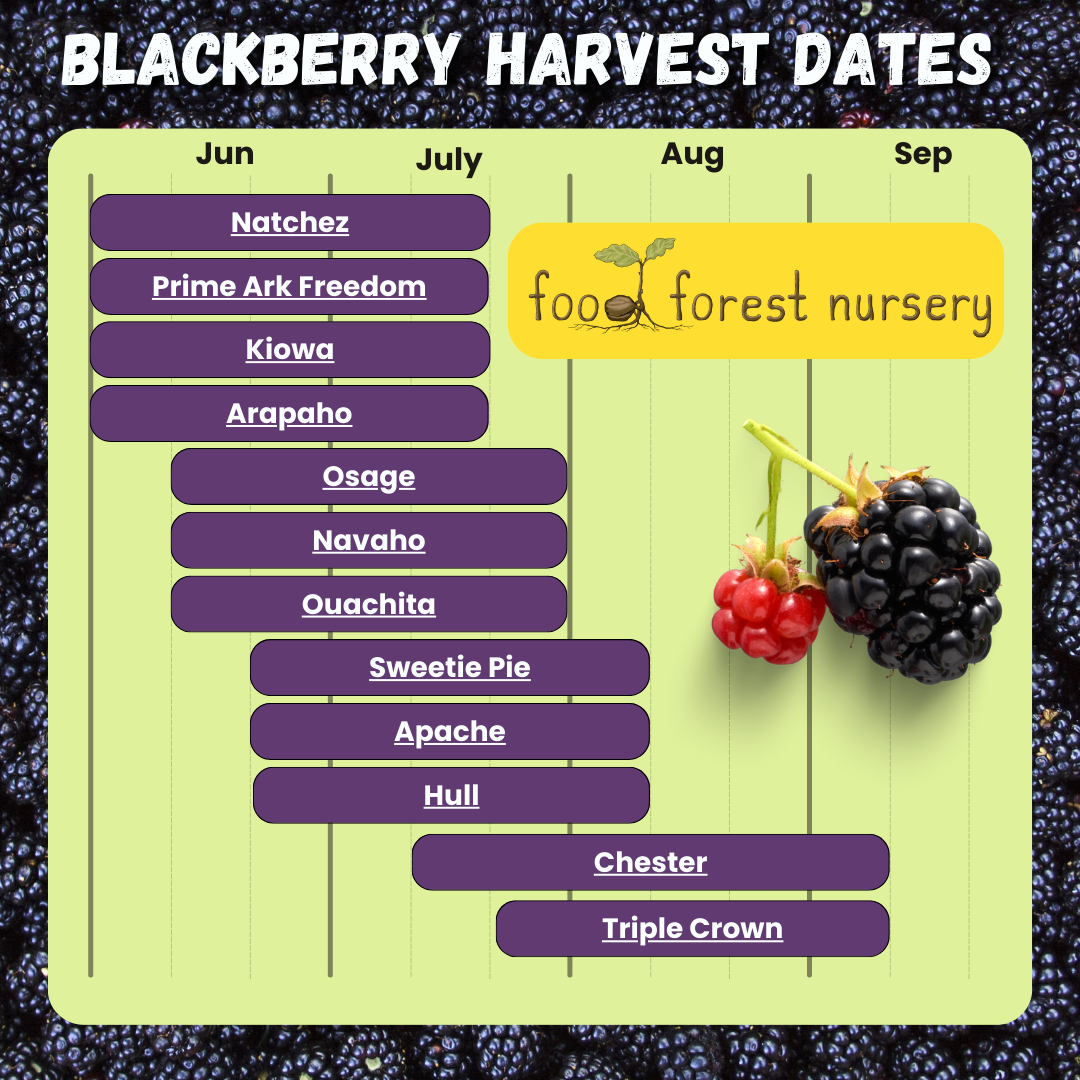 Whats the Ideal Blackberry Temperature Tolerance for Best Yields?