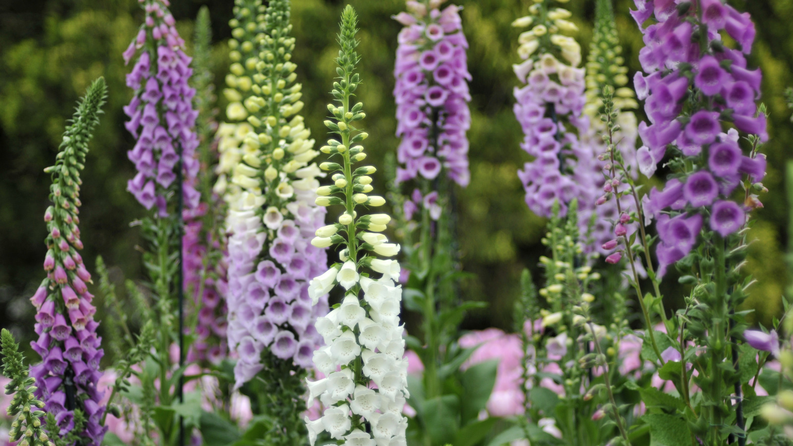 How to Get Rid of Foxgloves: Easy Removal Tips and Tricks