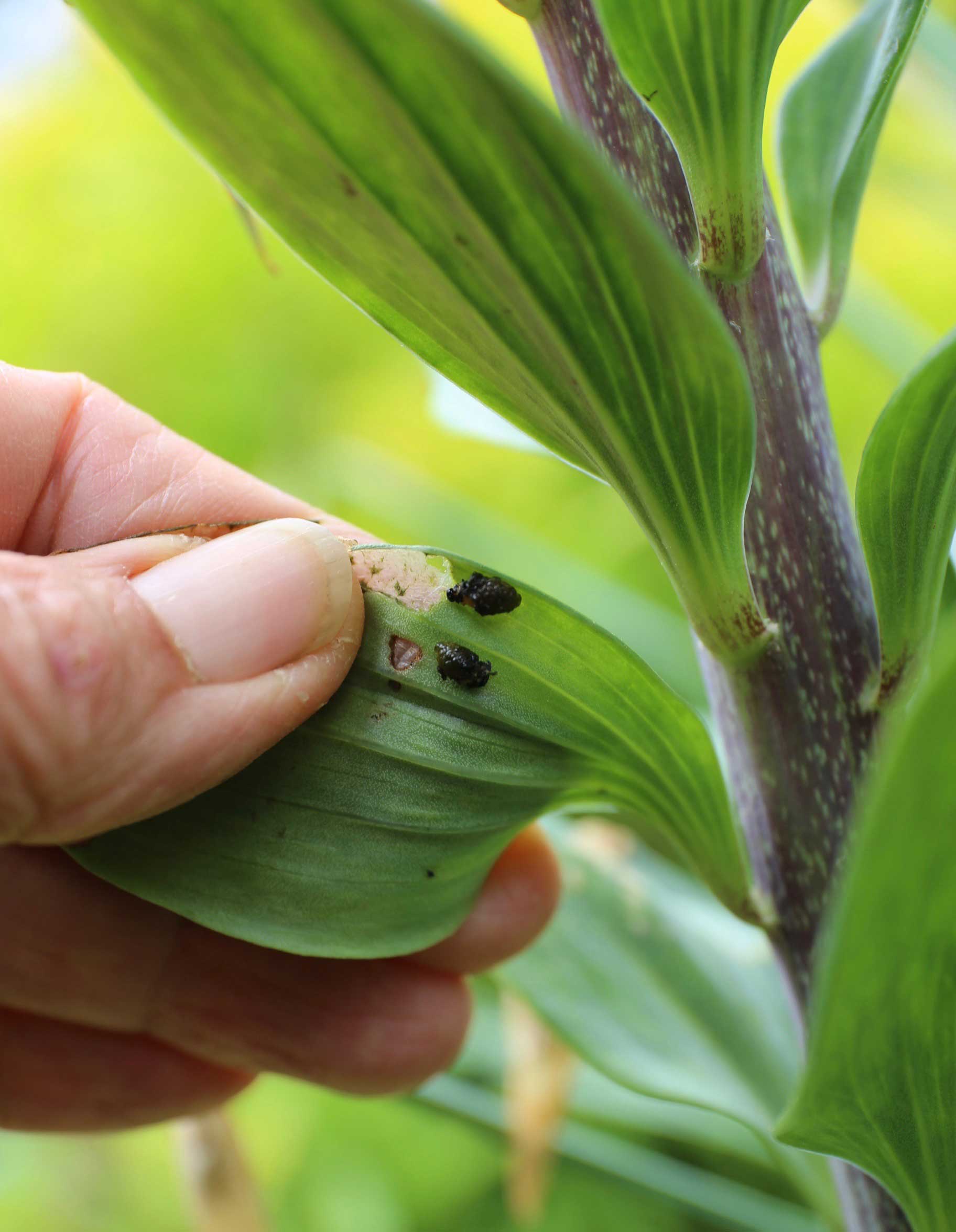Spotting Lily Pests and Diseases? Learn How to Fix It Fast