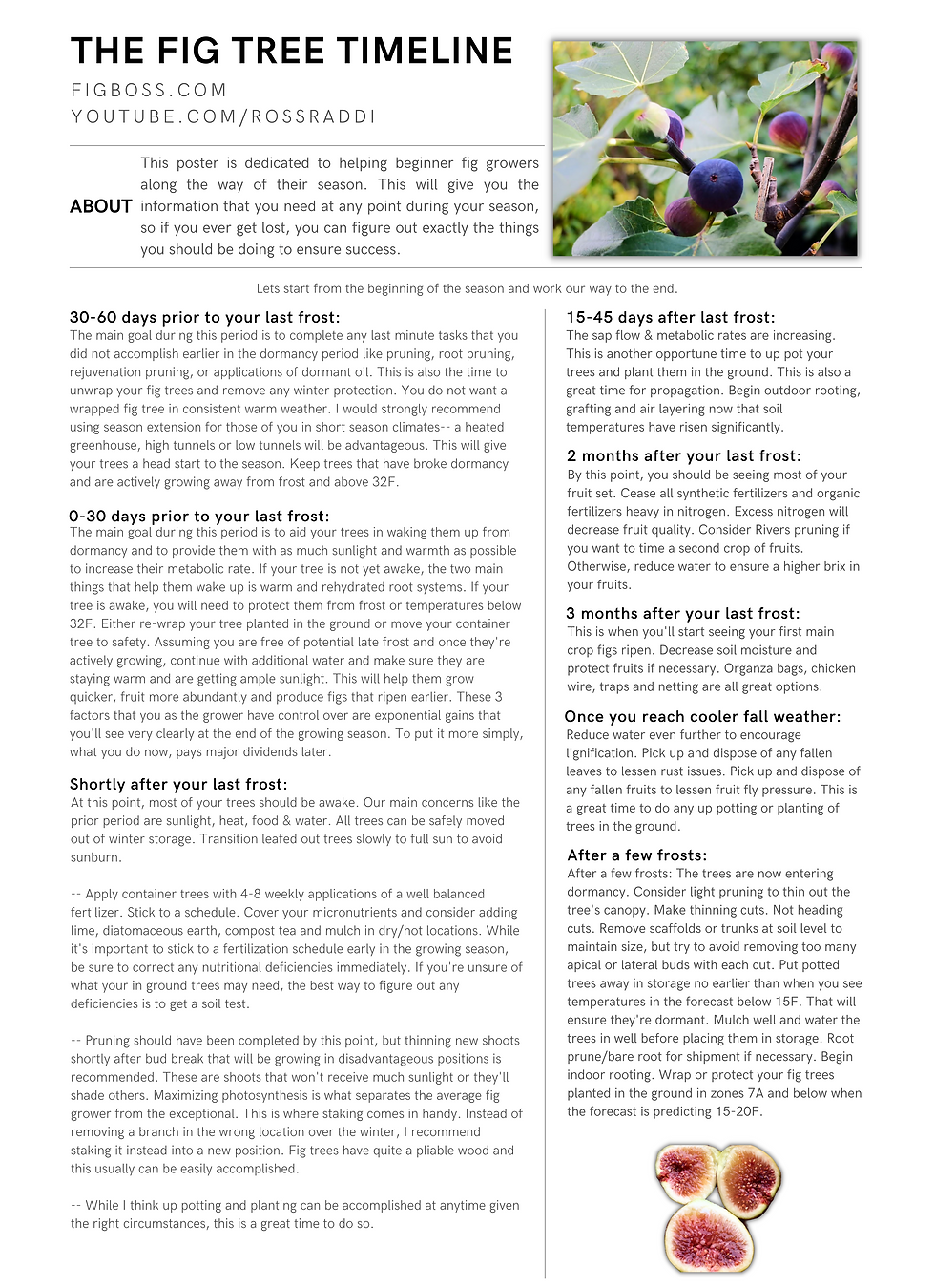 Can Potted Figs Survive Cold? Temperature Tolerance Explained