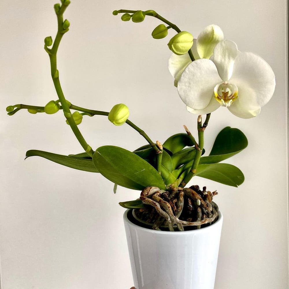 Phalaenopsis Orchid Flowers: How To Water, Fertilize, And Repot For Healthy Growth
