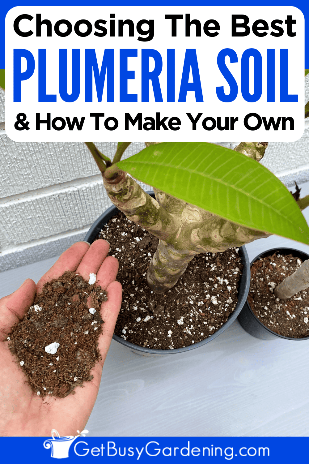 Whats the best soil for plumeria repotting? Get the right mix.