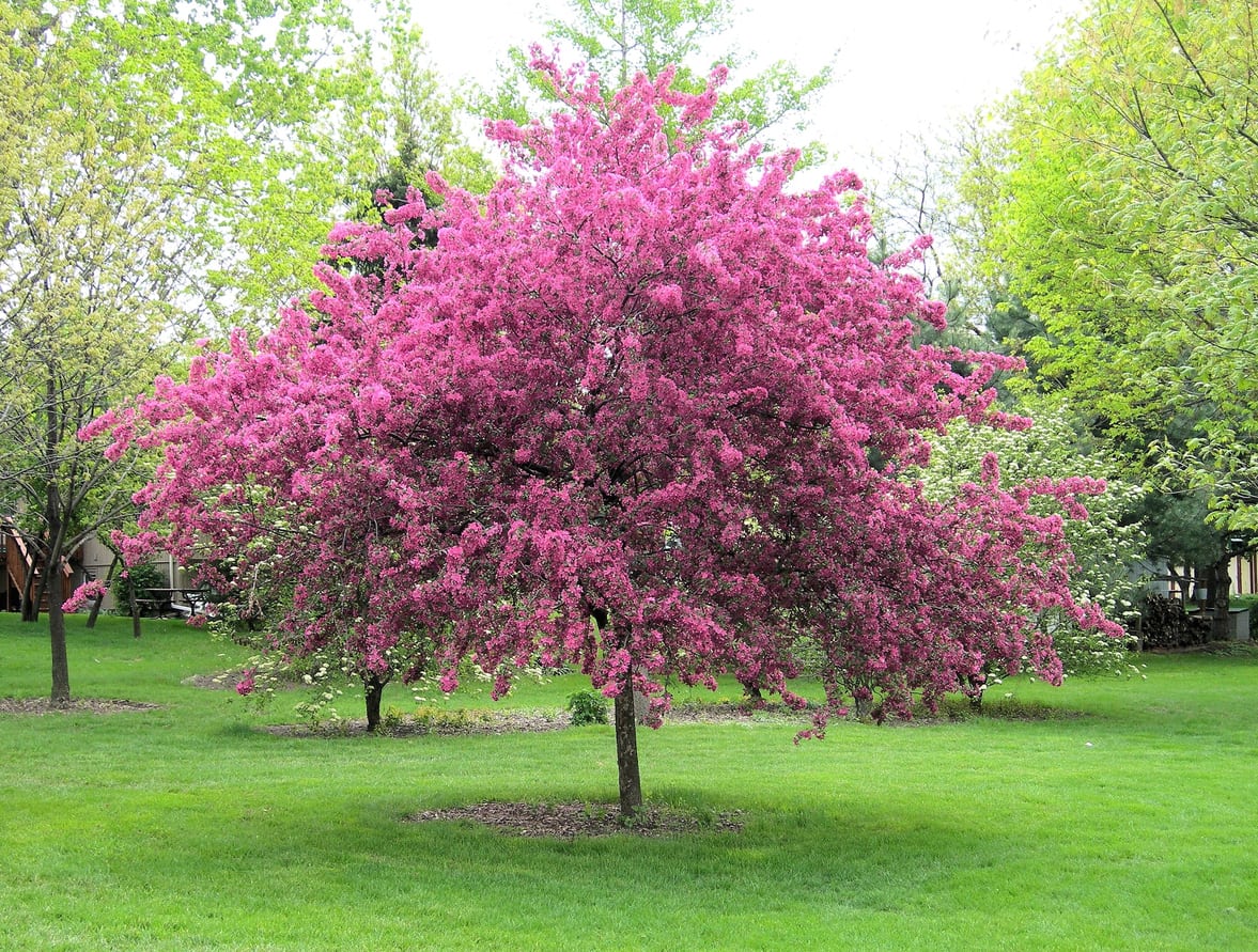 When to Fertilize Crabapple Trees (Best Time for Feeding)