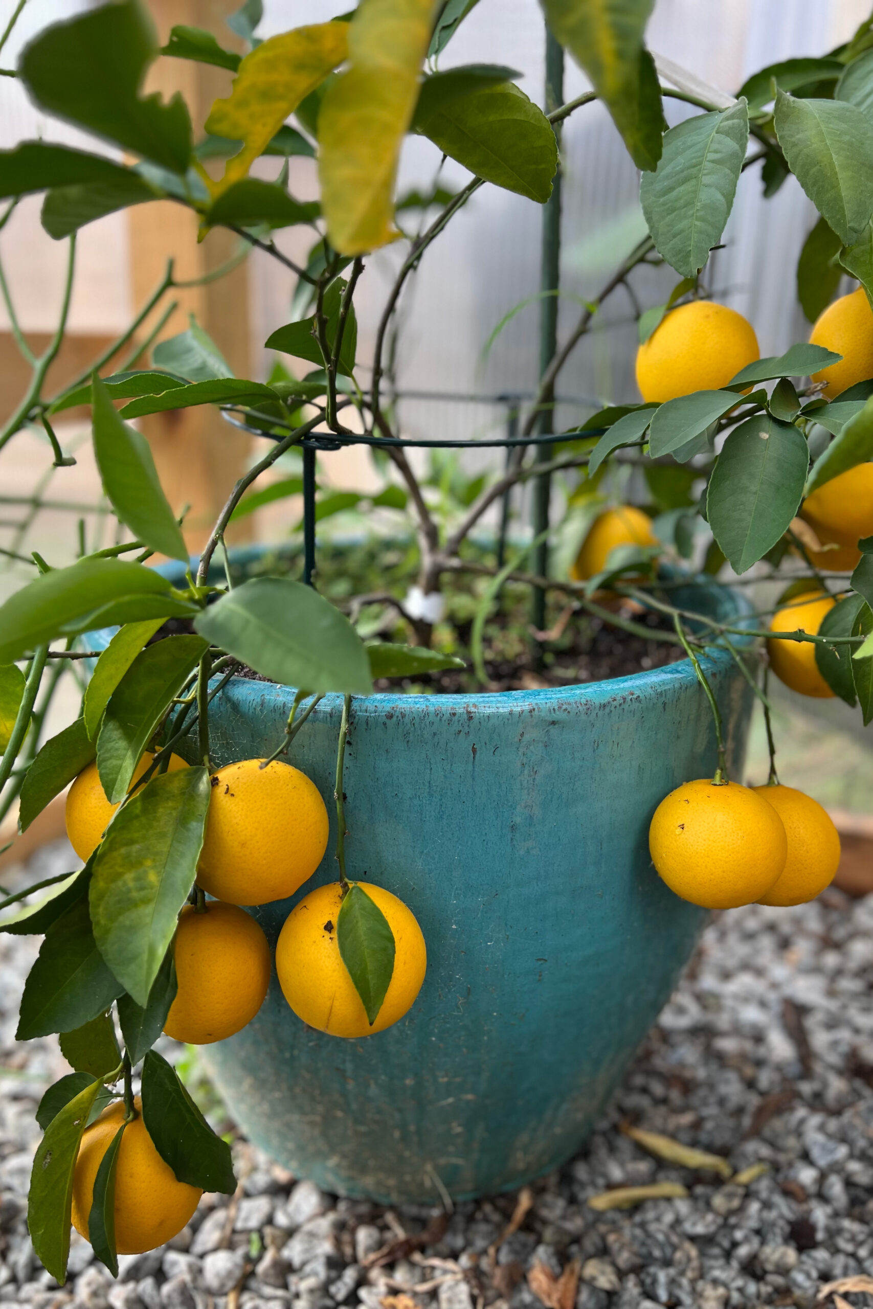 Potted Lemon Tree: Understanding its Temperature Tolerance Limits
