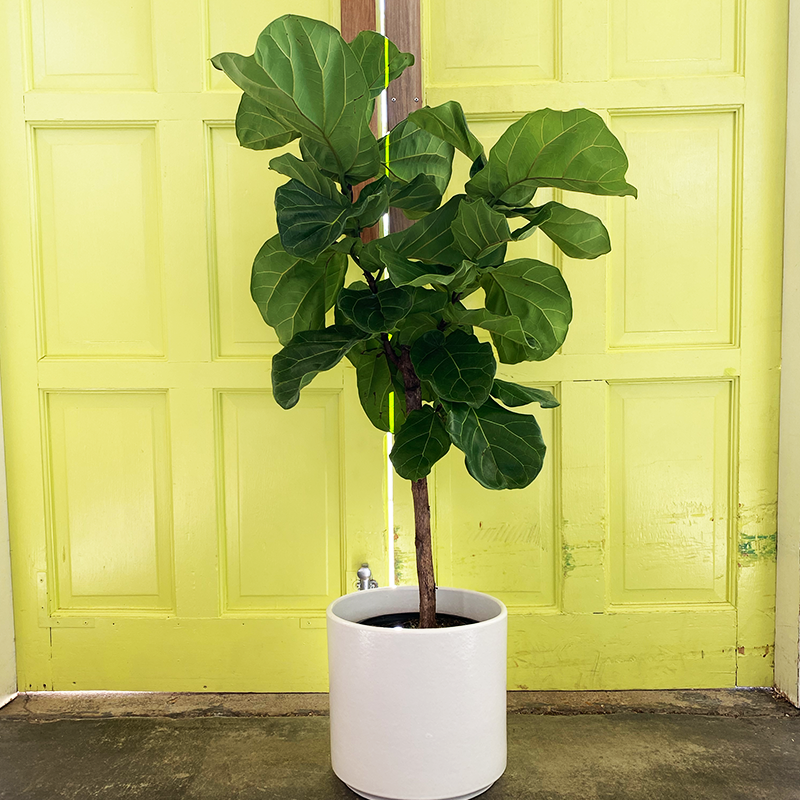 lyrata standard: What is it and why should you know this? Simple explanations for everyone.