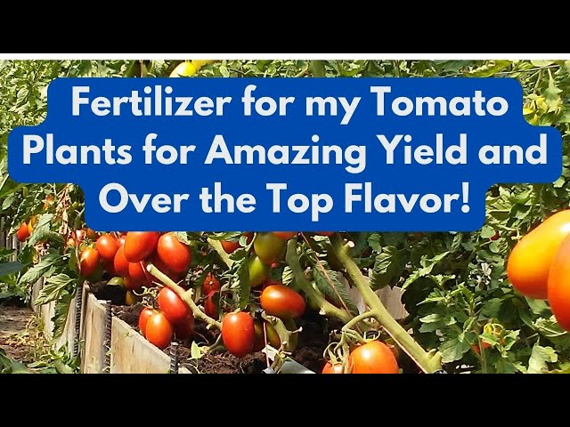 Using Fertilizer for Tomato Seedlings: Get the Best Results (Step-by-Step Guide)