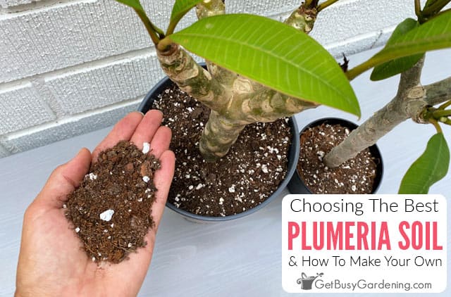 Whats the best soil for plumeria repotting? Get the right mix.