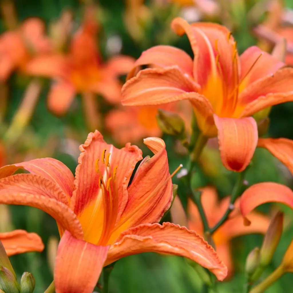Daylily Fertilizing: Get More Flowers This Year